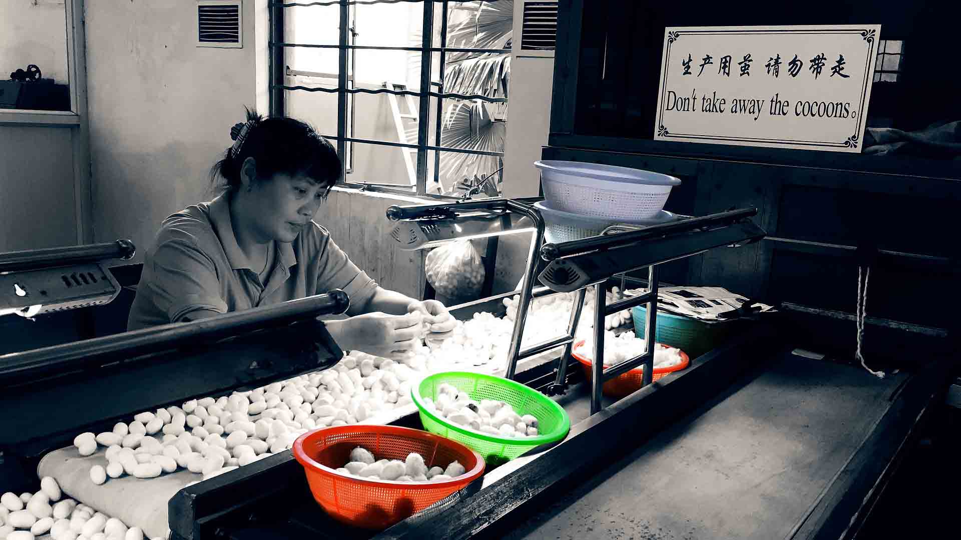 Woman sorting silk cocoons at a table