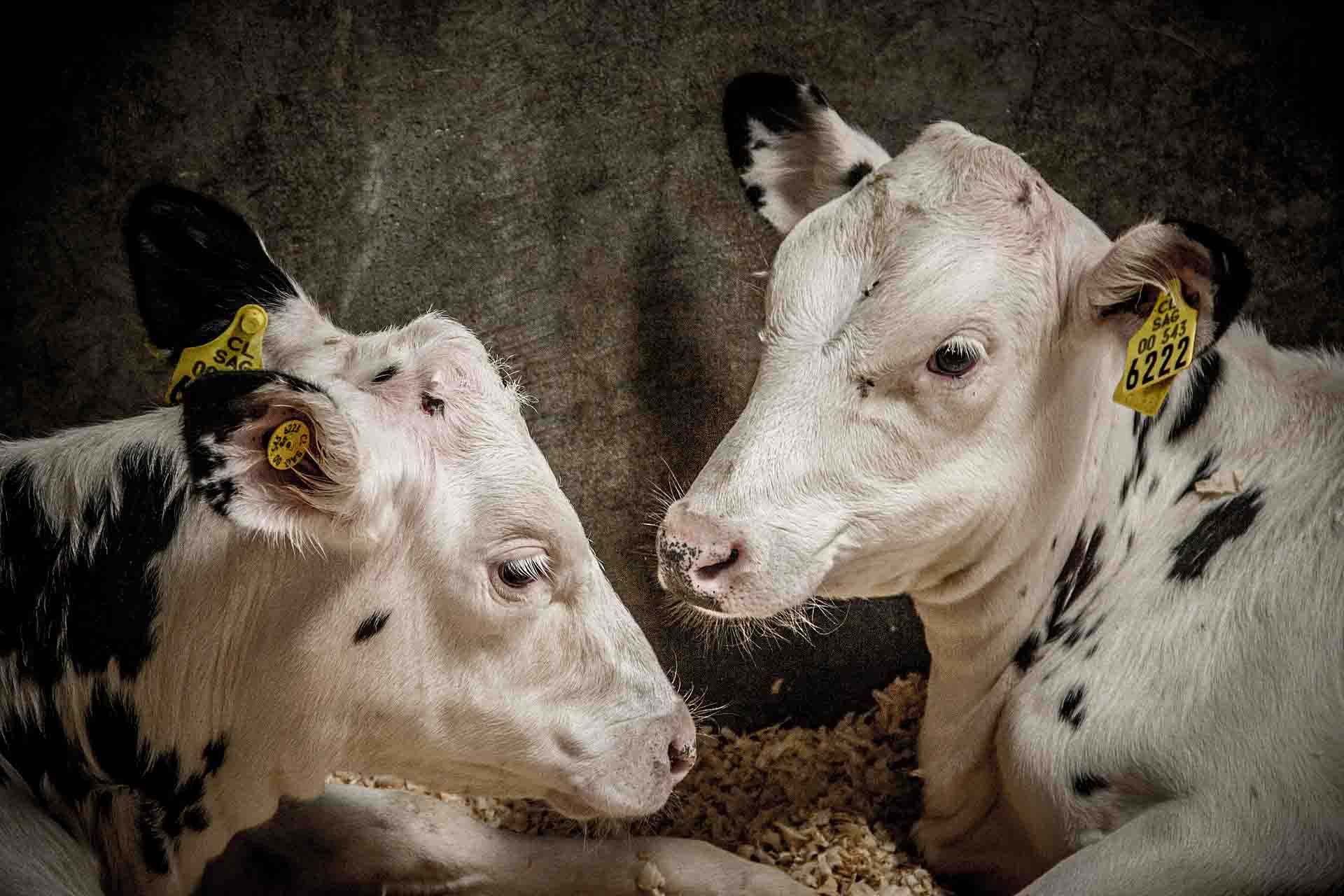 Calves lie close to each other in their resting area on a concrete floor scattered with wood chips, at a dairy farm located in Chile.