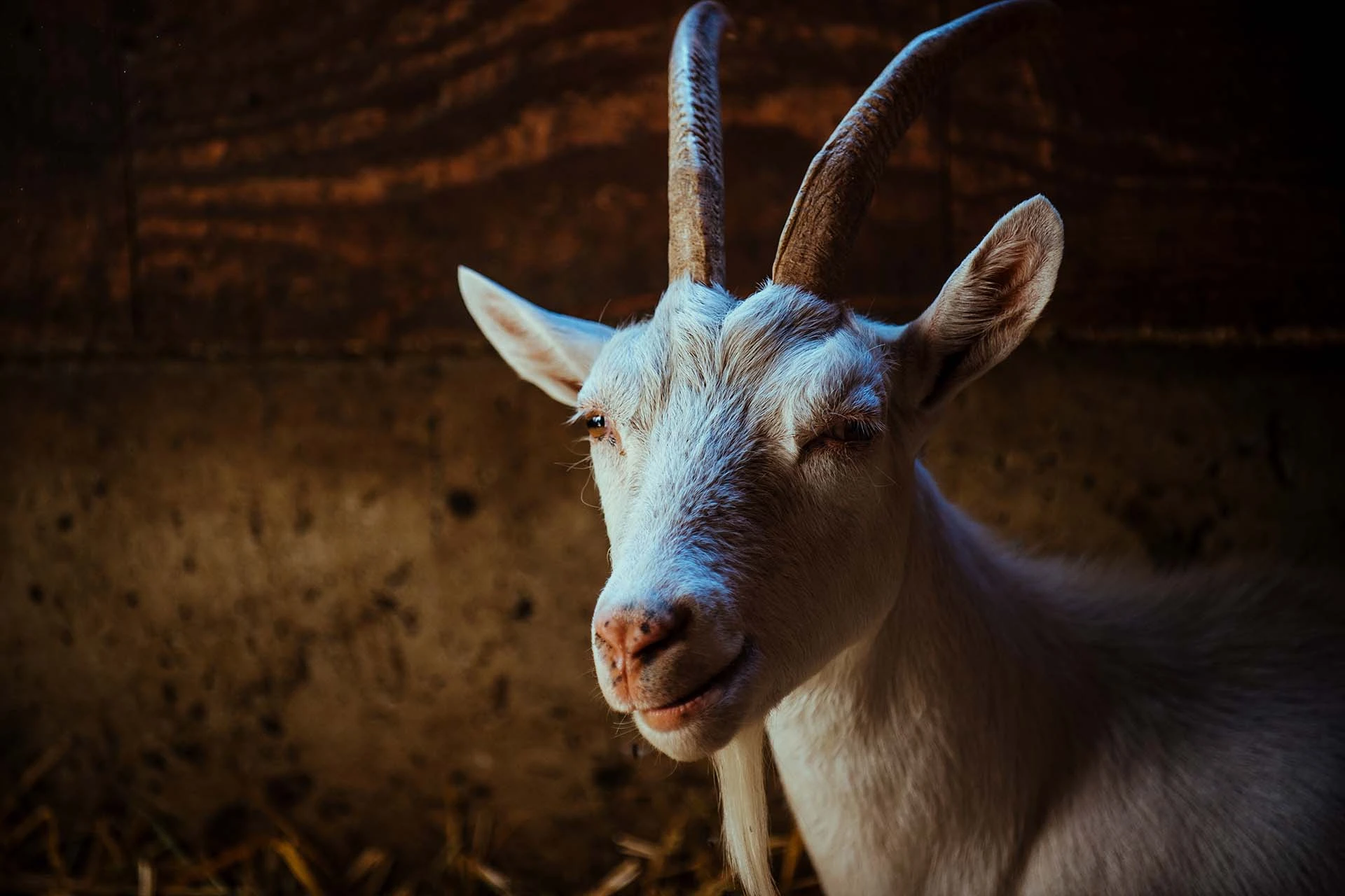 Rescued goat at Refuge RR animal sanctuary in Alexandria, Ontario