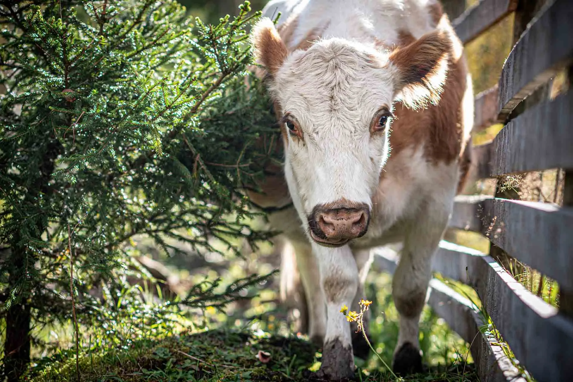 Rescued cow at Tuulispää Animal Sanctuary in Finland