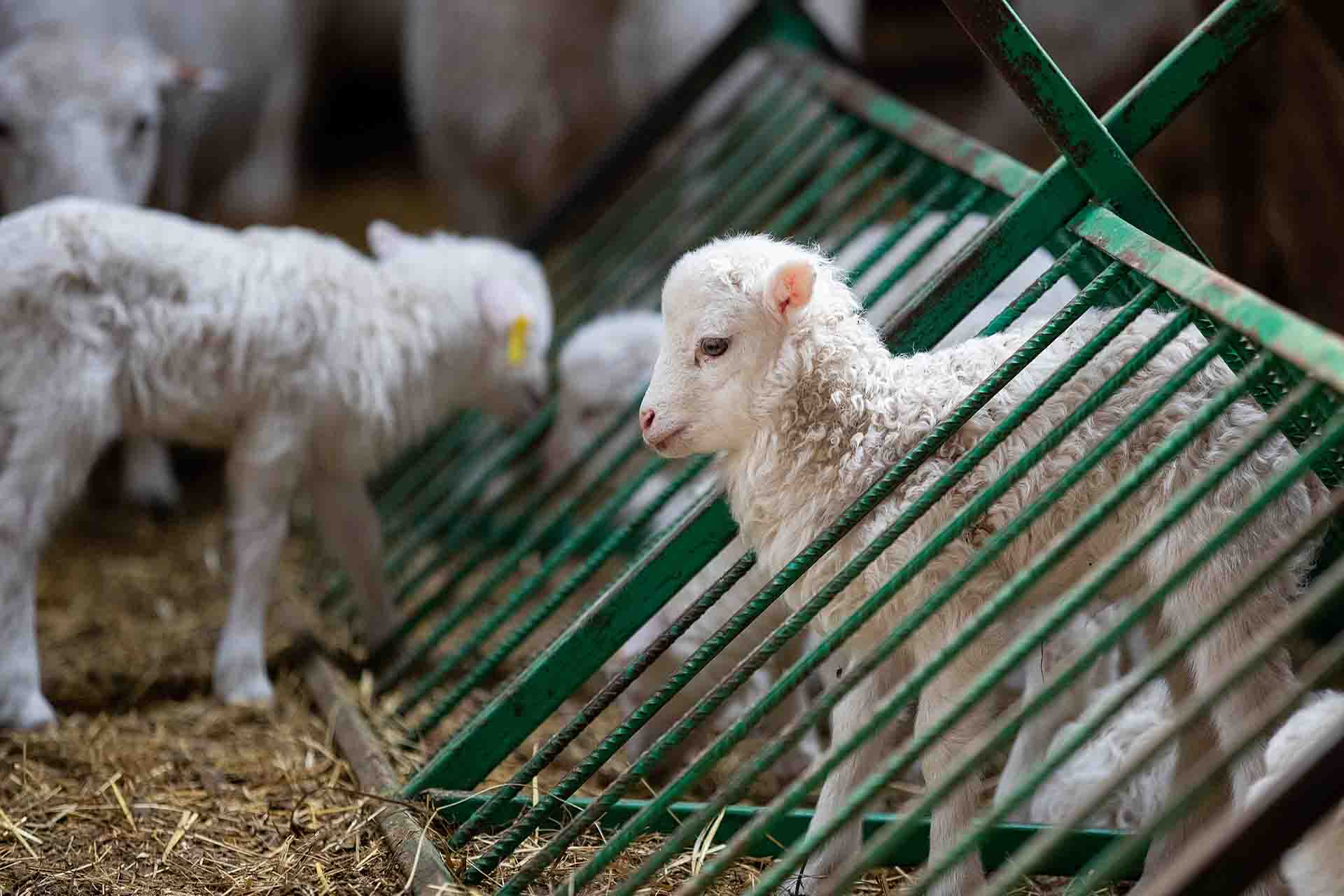 Young lambs several days after birth at a regional sheep farm in Poland. from We Animals – Your Daily Vegan